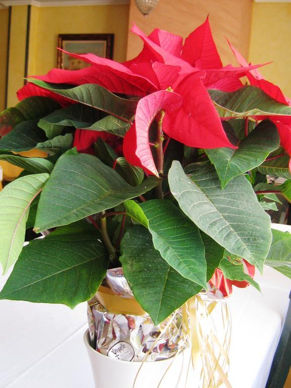 Casa Rural Patino Guest House Quintanas de Gormaz ภายนอก รูปภาพ